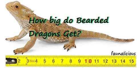 Bearded Dragon Age Size Chart