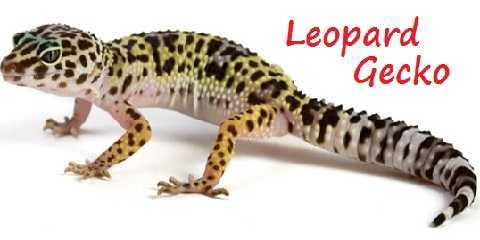 leopard gecko average life span