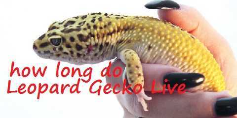 leopard gecko lifespan as pets or captivity and in the wild