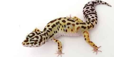 cool leopard gecko facts sheet