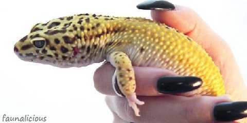 different morphs of leopard geckos
