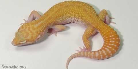 leopard gecko color morphs