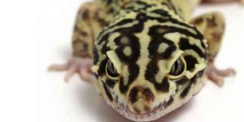 leopard gecko facts info