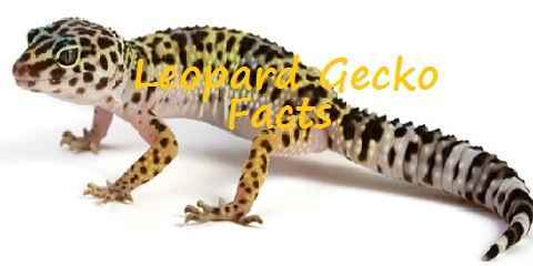 leopard gecko facts a unique creature for pets