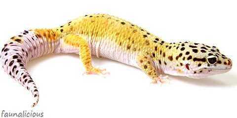 most common leopard gecko morphs