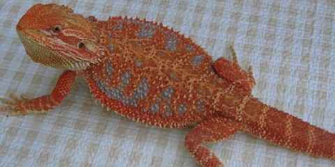 types of bearded dragons with pictures images
