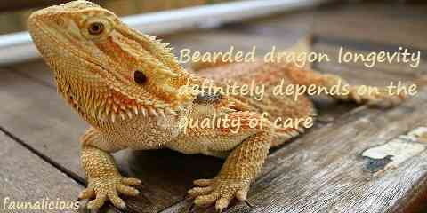 average lifespan of a bearded dragon