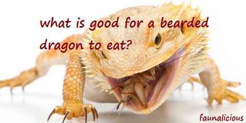bearded dragon diet by age baby juvenile