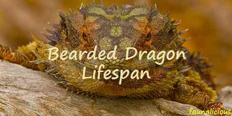 bearded dragon lifespan