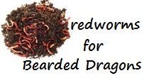 good proper balanced nutrition diet for bearded dragon