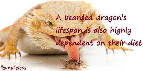 how long do bearded dragons live
