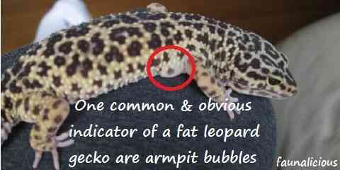 what type of food do leopard geckos eat