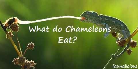 what do chameleons eat
