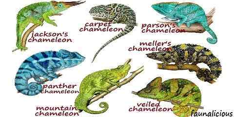 panther veiled chameleon lifespan