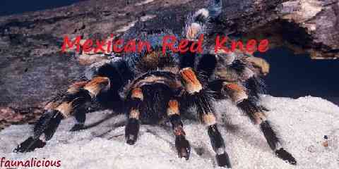 mexican red knee tarantula