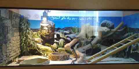 leopard gecko tank