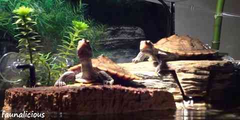 best indoor outdoor red eared slider turtle pet natural habitat ideas