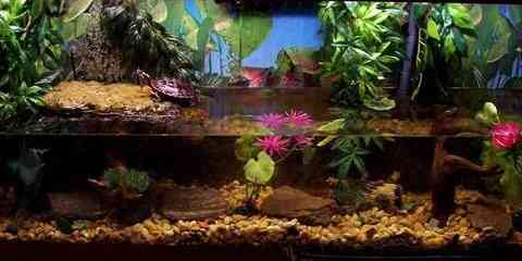 red eared slider aquarium cage setup pond mates environment live plants sand heat lamp basking area fish