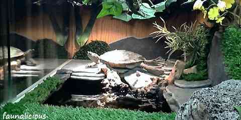 red eared slider turtle tank size water temp lighting best filter