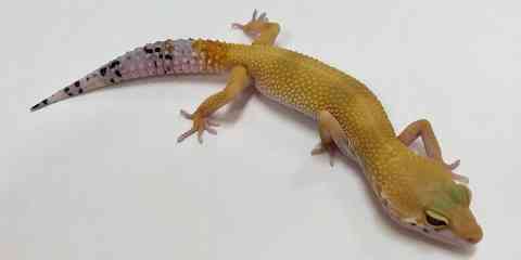 tangerine color leopard gecko genetics