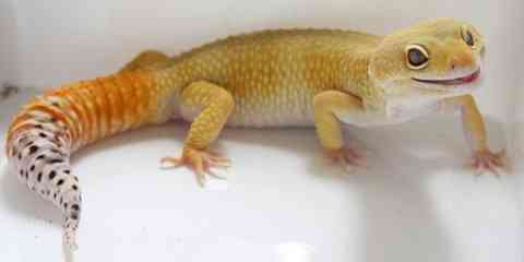 tangerine gecko