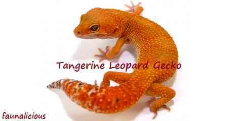 tangerine leopard gecko