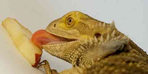 what do baby bearded dragons eat food