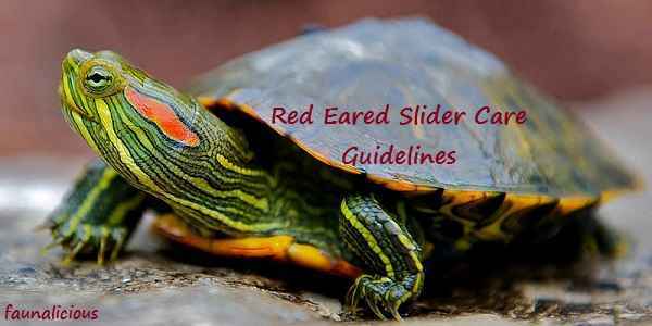 Red Eared Slider Care