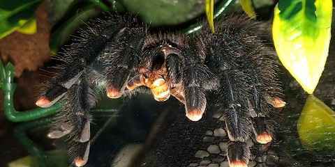 Pink Toe Tarantula Eyes Legs Fangs Molt Bald Spot Hairs Egg Sac Gender Male Female