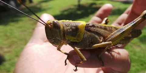 can grasshoppers kill you what happens if they bite you