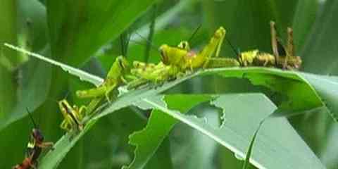 do grasshoppers bite hurt - are they poisonous and dangerous to human health